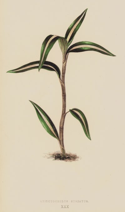 Anoectochilus Striatus da English School